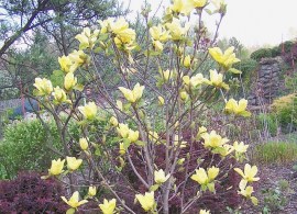 magnolia daphne000